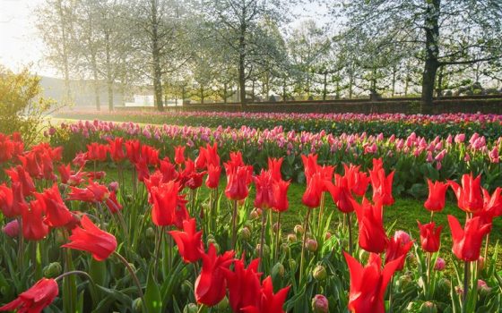 Keukenhof 75 jaar I